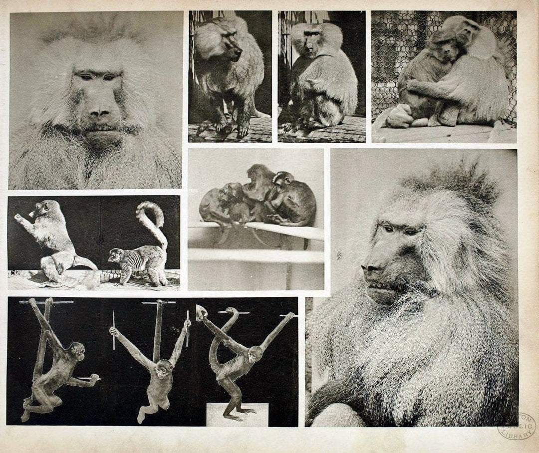 Das thierleben in SchÃ¶nbrunnWien :Gerlach,[1904] | Animals "Pictorial works" Boston Public Library | Vintage Print Reproduction 466230