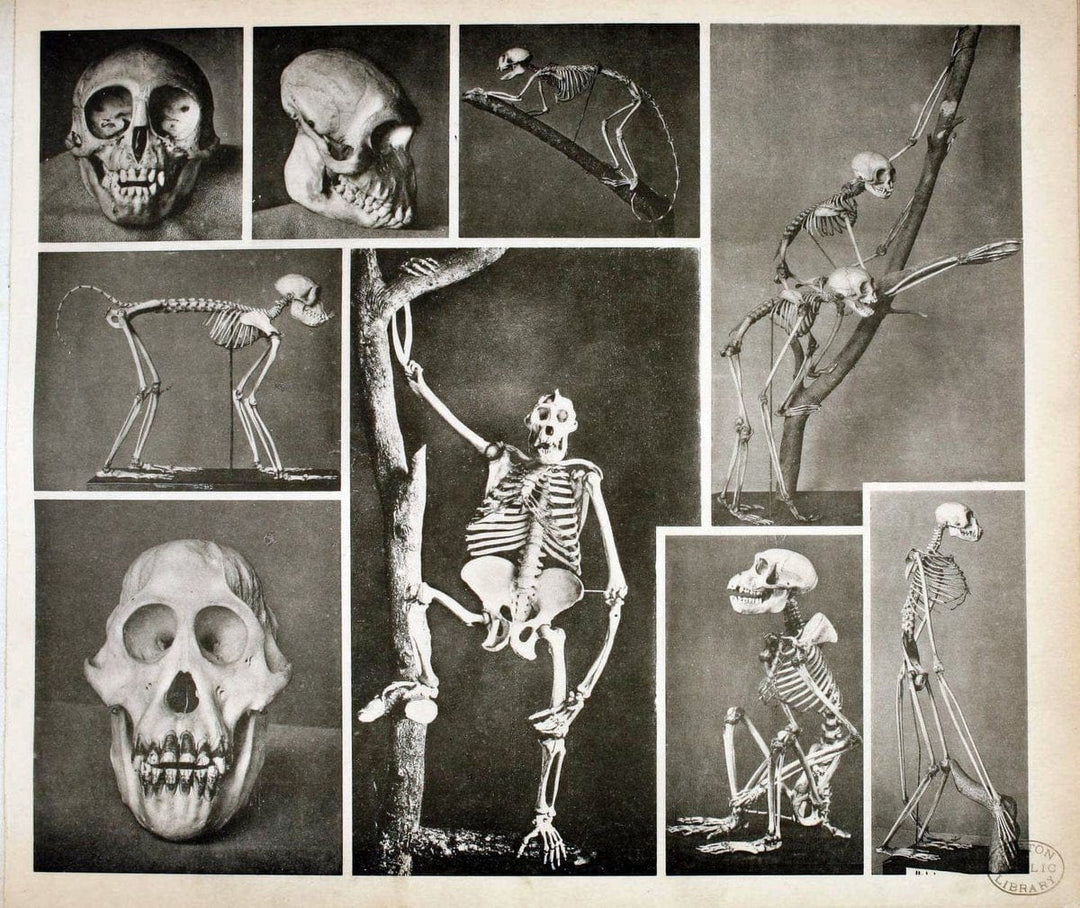 Das thierleben in SchÃ¶nbrunnWien :Gerlach,[1904] | Animals "Pictorial works" Boston Public Library | Vintage Print Reproduction 466231