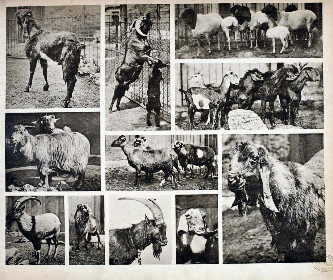 Das thierleben in SchÃ¶nbrunnWien :Gerlach,[1904] | Animals "Pictorial works" Boston Public Library | Vintage Print Reproduction 466232