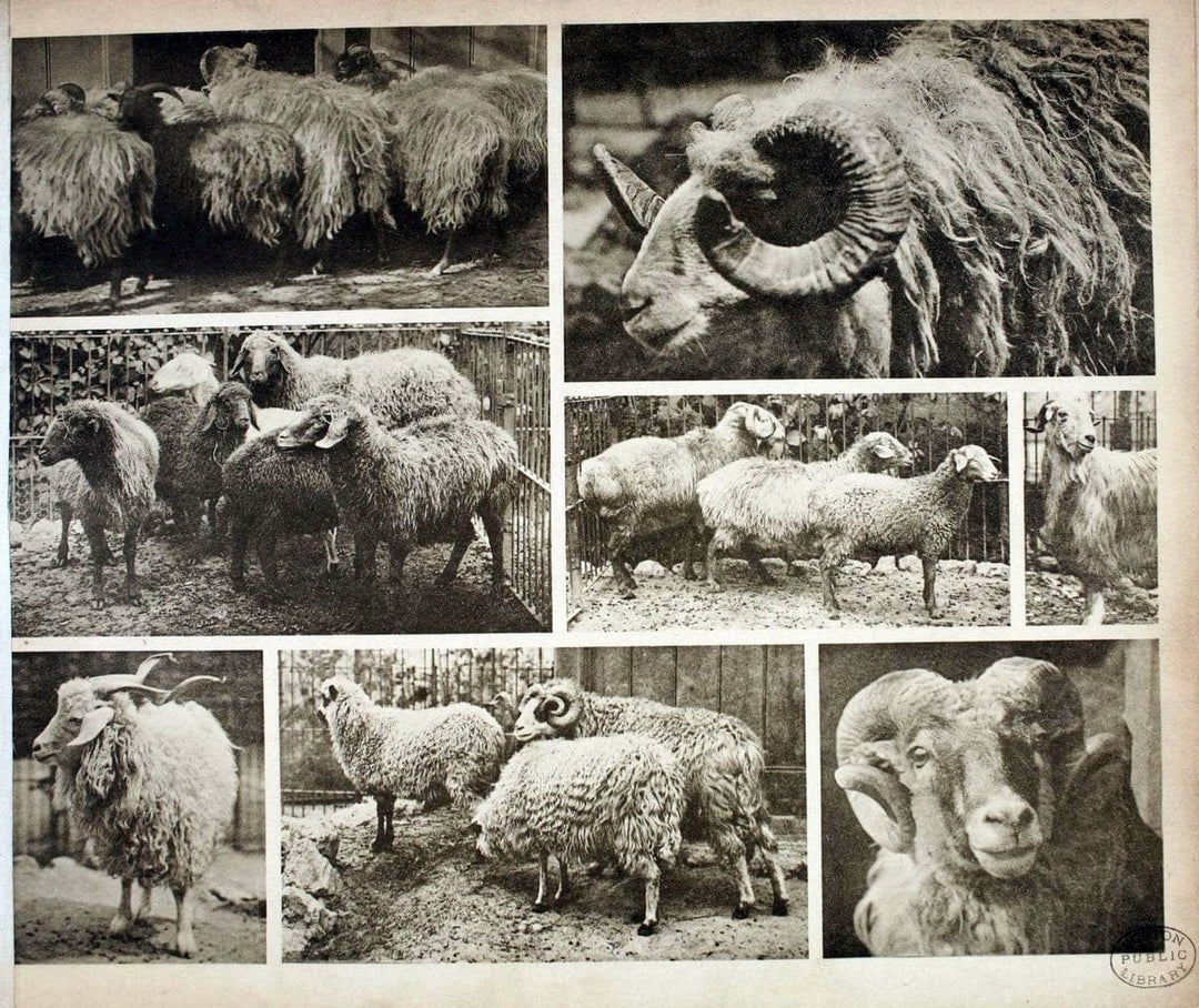 Das thierleben in SchÃ¶nbrunnWien :Gerlach,[1904] | Animals "Pictorial works" Boston Public Library | Vintage Print Reproduction 466233