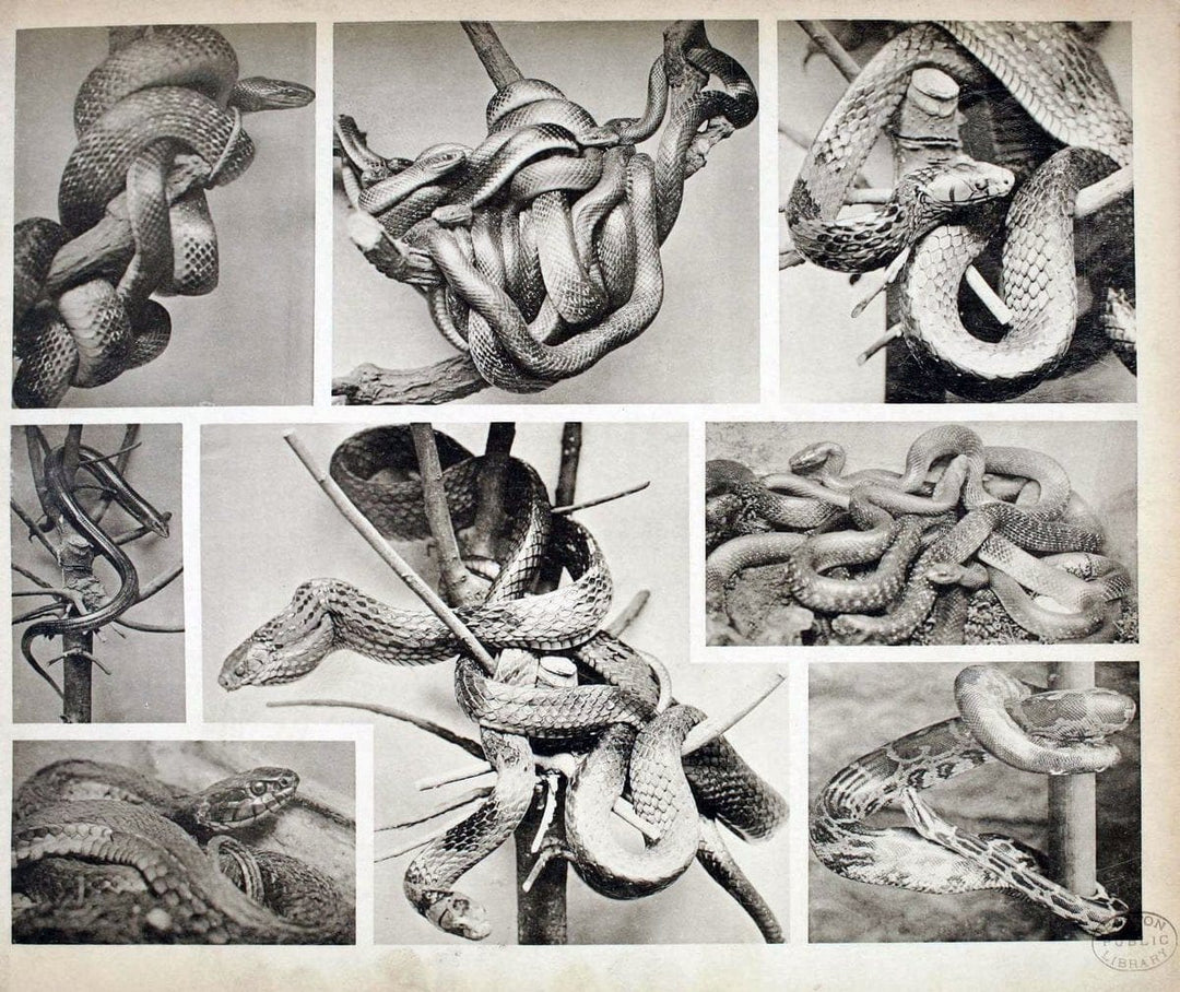 Das thierleben in SchÃ¶nbrunnWien :Gerlach,[1904] | Animals "Pictorial works" Boston Public Library | Vintage Print Reproduction 466234