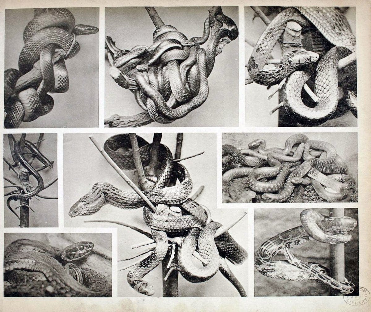 Das thierleben in SchÃ¶nbrunnWien :Gerlach,[1904] | Animals "Pictorial works" Boston Public Library | Vintage Print Reproduction 466234