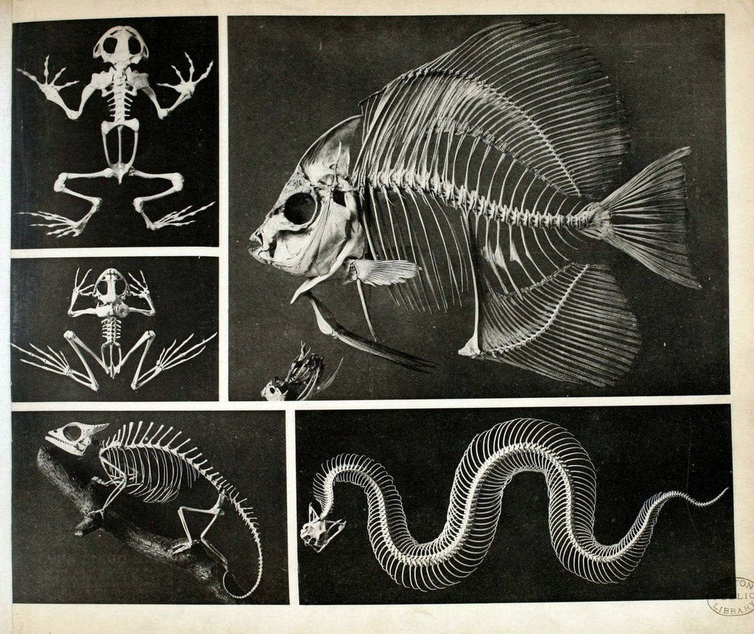 Das thierleben in SchÃ¶nbrunnWien :Gerlach,[1904] | Animals "Pictorial works" Boston Public Library | Vintage Print Reproduction 466235