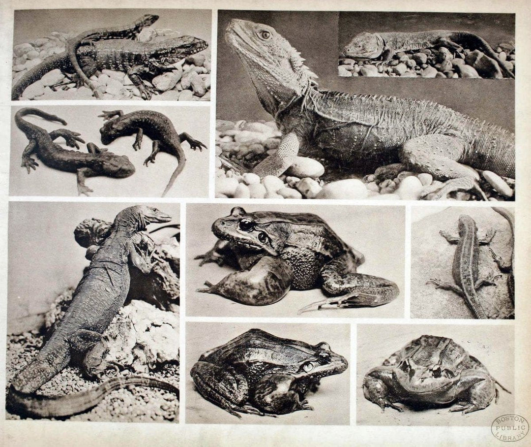 Das thierleben in SchÃ¶nbrunnWien :Gerlach,[1904] | Animals "Pictorial works" Boston Public Library | Vintage Print Reproduction 466236