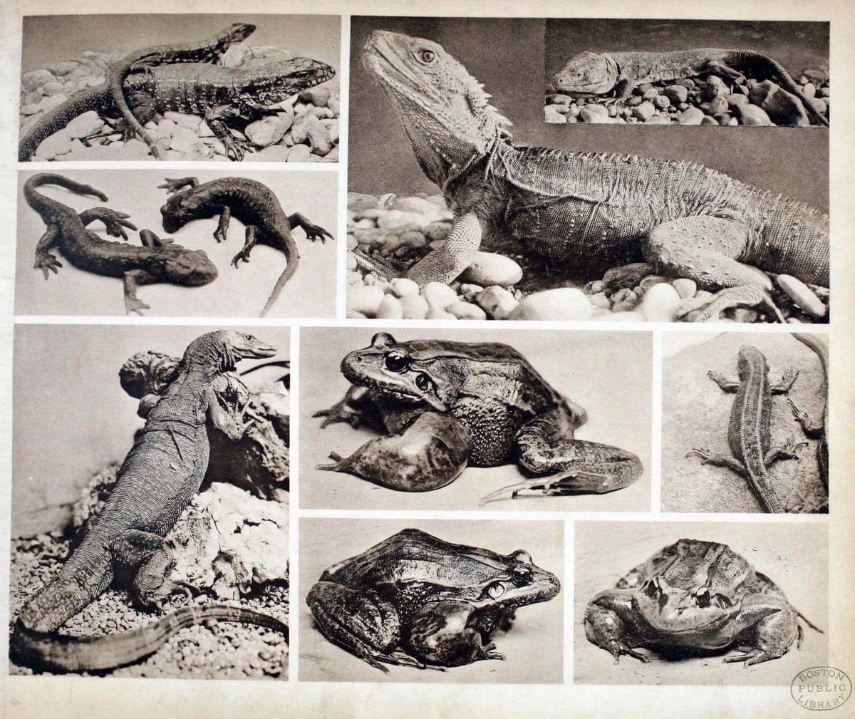 Das thierleben in SchÃ¶nbrunnWien :Gerlach,[1904] | Animals "Pictorial works" Boston Public Library | Vintage Print Reproduction 466236