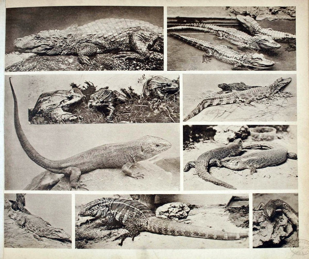 Das thierleben in SchÃ¶nbrunnWien :Gerlach,[1904] | Animals "Pictorial works" Boston Public Library | Vintage Print Reproduction 466237