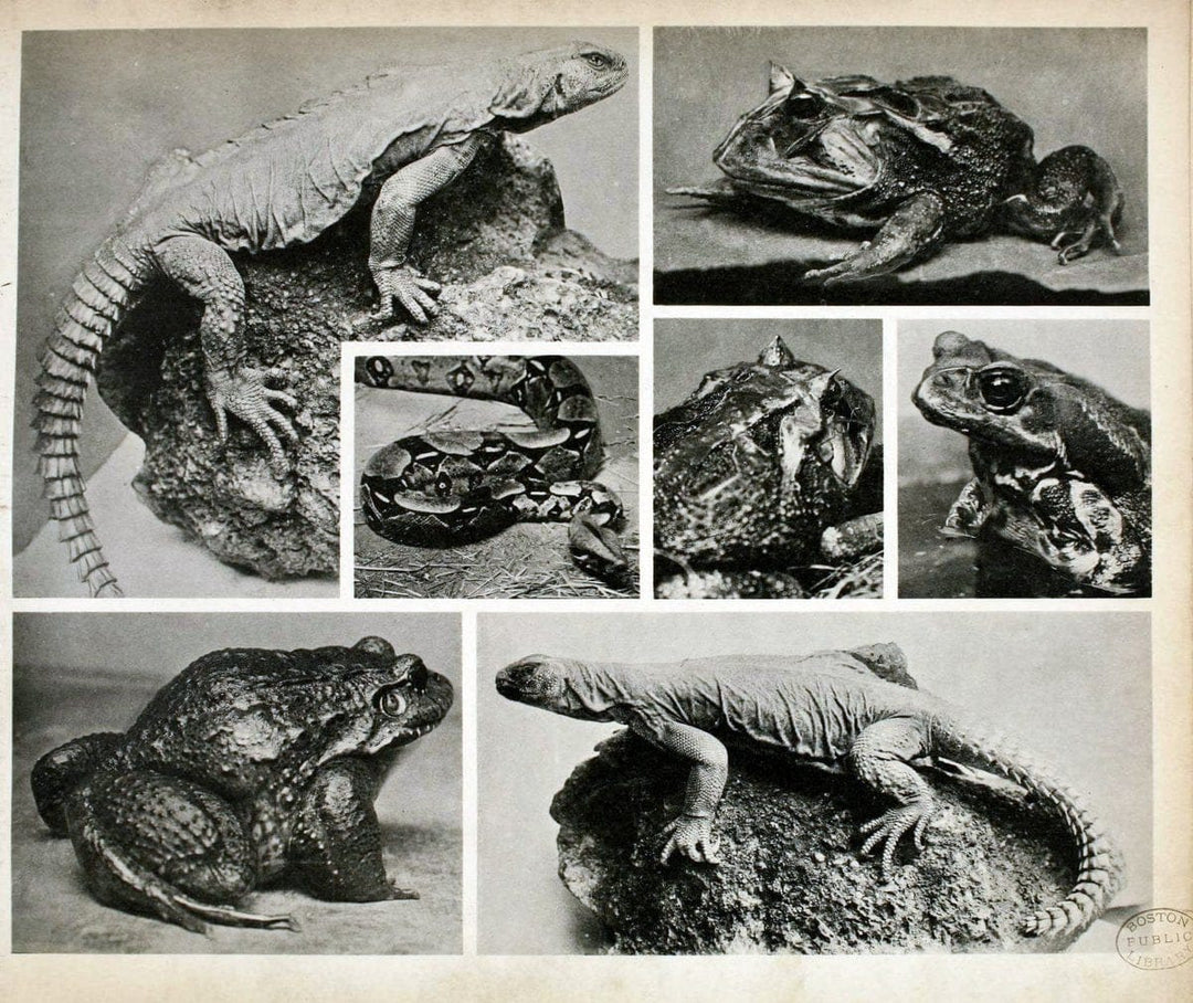 Das thierleben in SchÃ¶nbrunnWien :Gerlach,[1904] | Animals "Pictorial works" Boston Public Library | Vintage Print Reproduction 466238