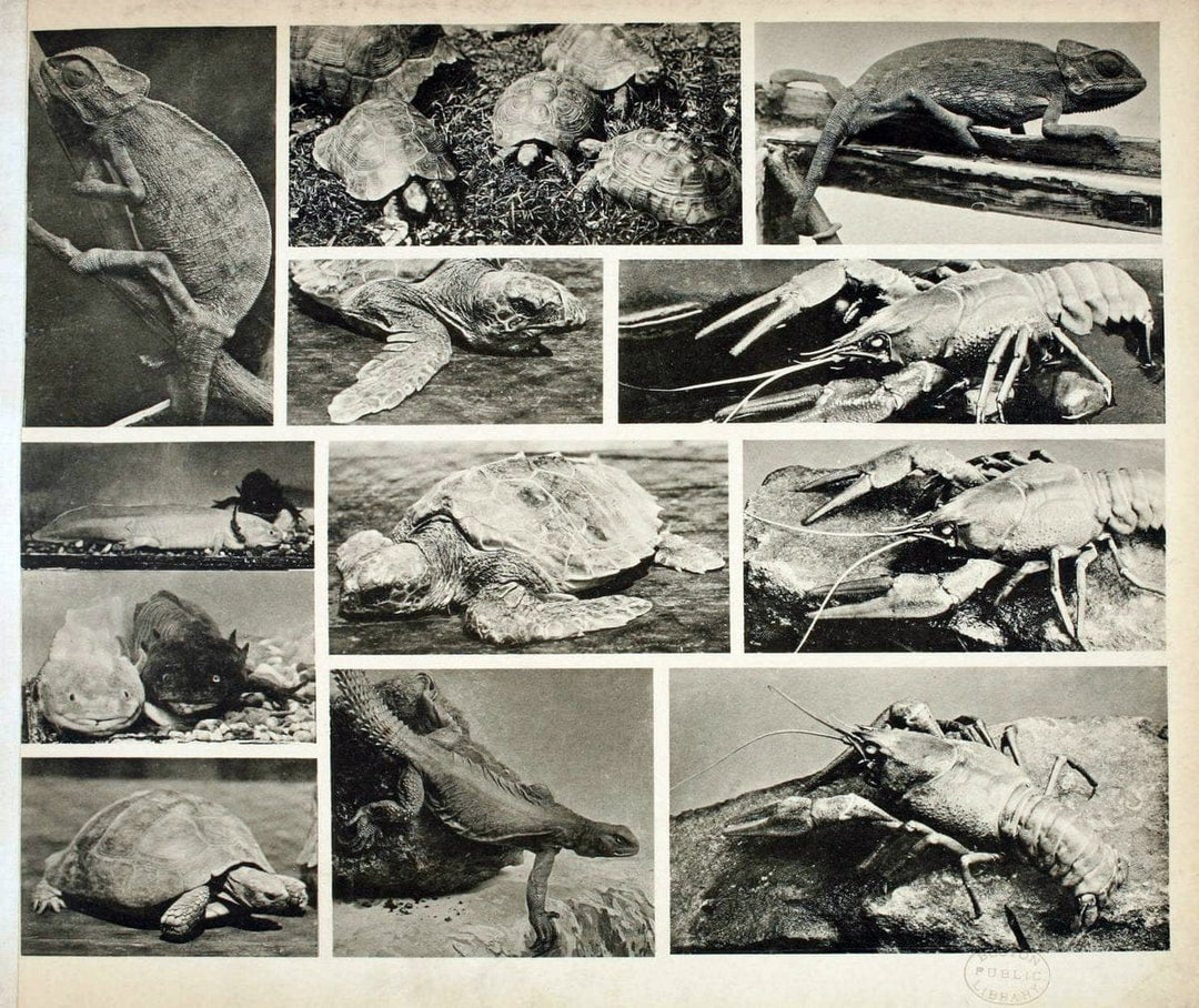 Das thierleben in SchÃ¶nbrunnWien :Gerlach,[1904] | Animals "Pictorial works" Boston Public Library | Vintage Print Reproduction 466239