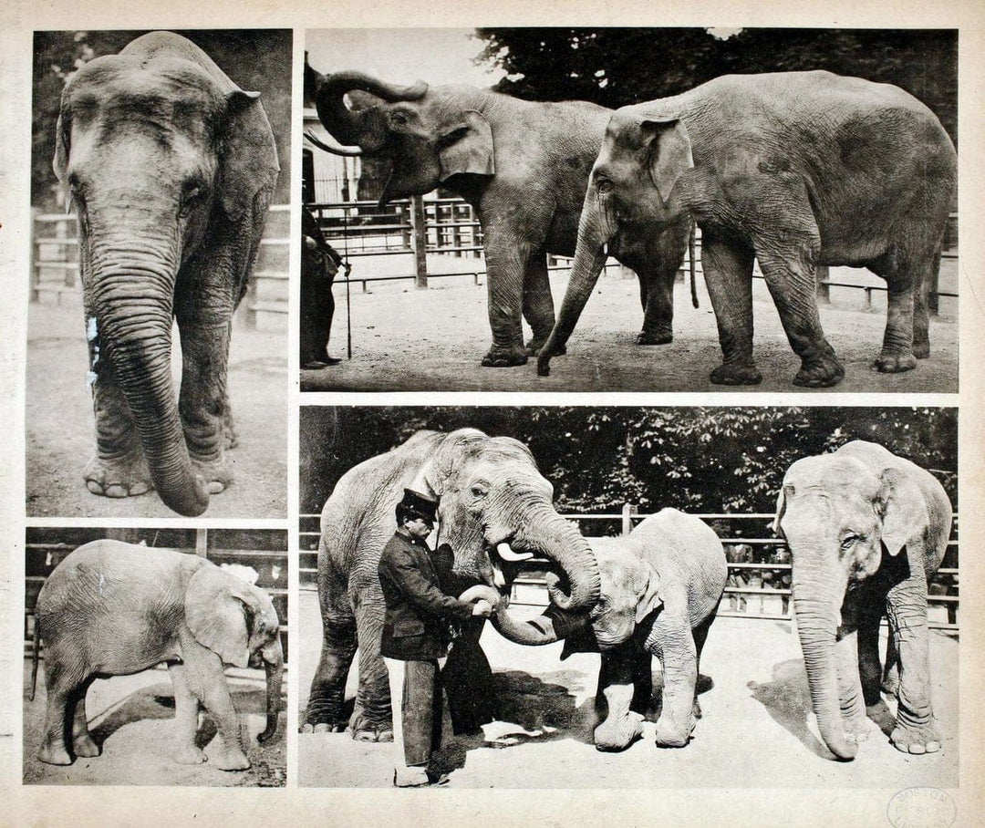 Das thierleben in SchÃ¶nbrunnWien :Gerlach,[1904] | Animals "Pictorial works" Boston Public Library | Vintage Print Reproduction 466240