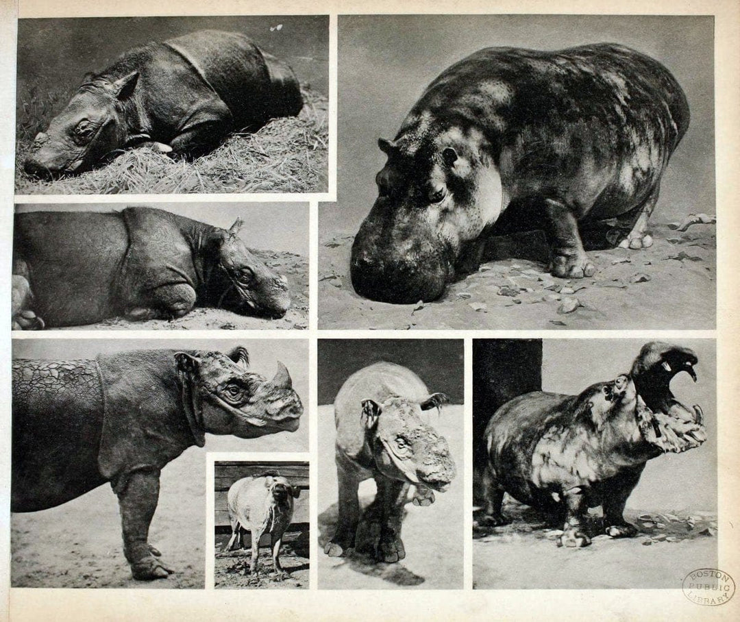 Das thierleben in SchÃ¶nbrunnWien :Gerlach,[1904] | Animals "Pictorial works" Boston Public Library | Vintage Print Reproduction 466241