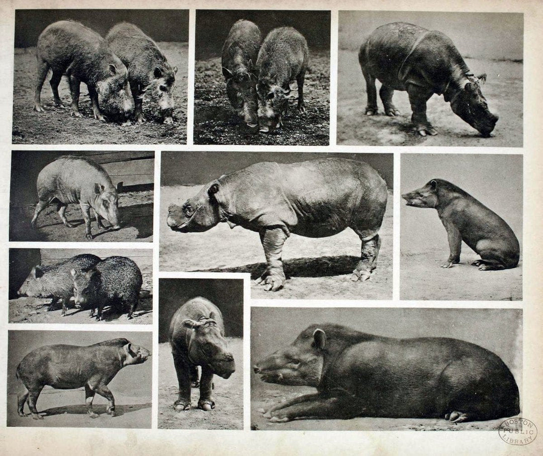 Das thierleben in SchÃ¶nbrunnWien :Gerlach,[1904] | Animals "Pictorial works" Boston Public Library | Vintage Print Reproduction 466242