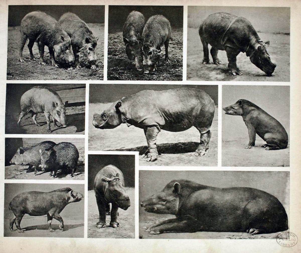 Das thierleben in SchÃ¶nbrunnWien :Gerlach,[1904] | Animals "Pictorial works" Boston Public Library | Vintage Print Reproduction 466242
