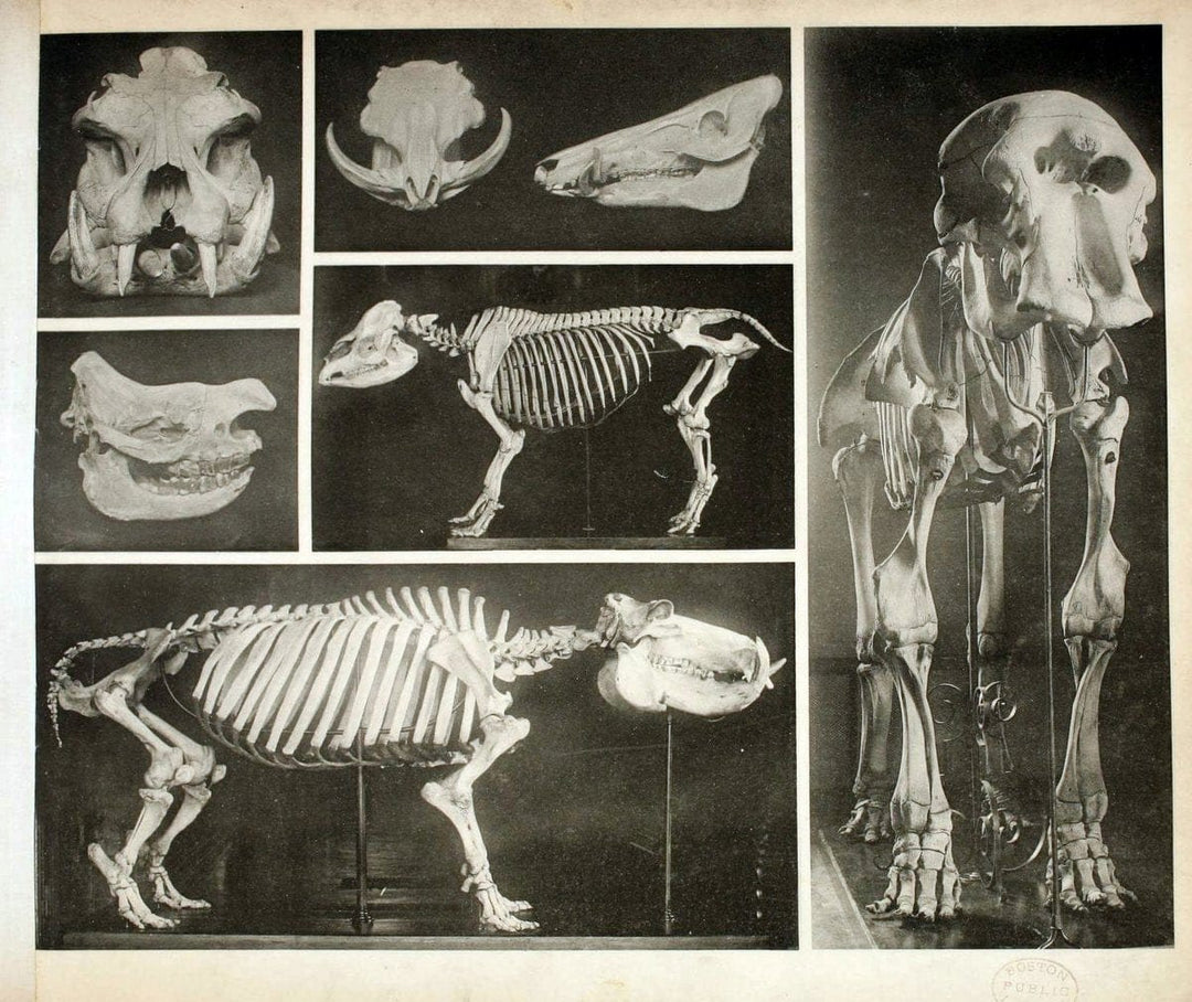 Das thierleben in SchÃ¶nbrunnWien :Gerlach,[1904] | Animals "Pictorial works" Boston Public Library | Vintage Print Reproduction 466243