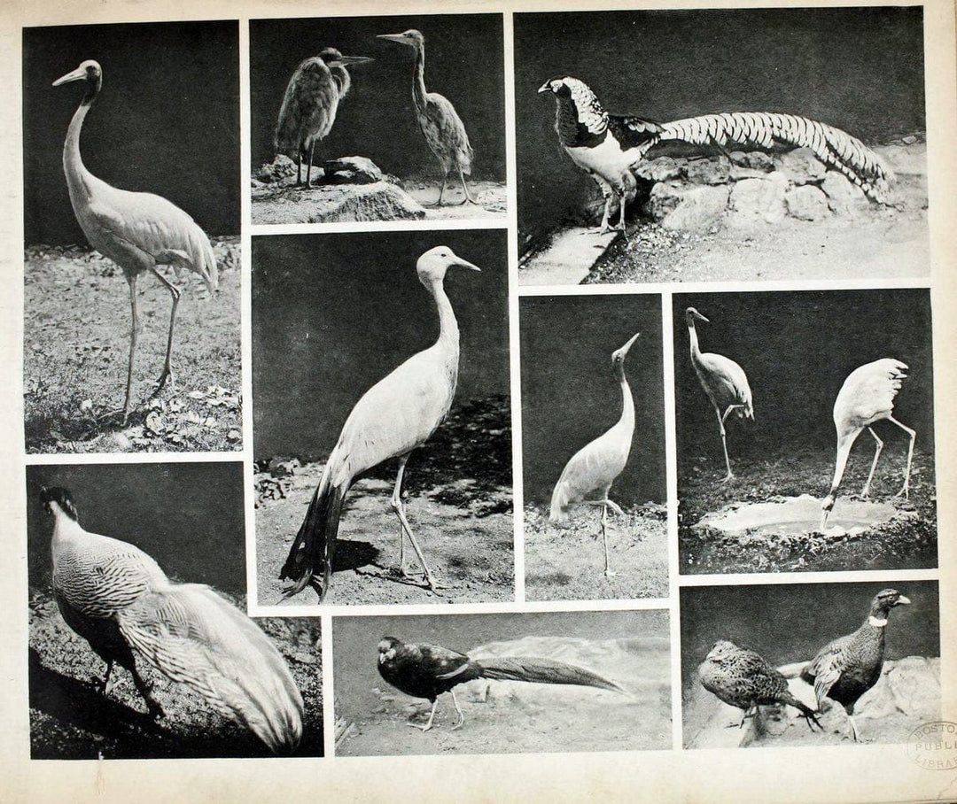 Das thierleben in SchÃ¶nbrunnWien :Gerlach,[1904] | Animals "Pictorial works" Boston Public Library | Vintage Print Reproduction 466244