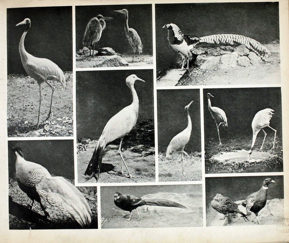 Das thierleben in SchÃ¶nbrunnWien :Gerlach,[1904] | Animals "Pictorial works" Boston Public Library | Vintage Print Reproduction 466244