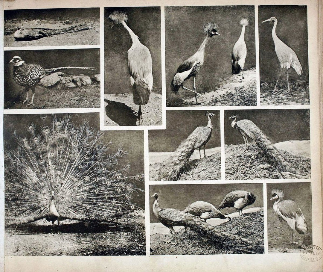 Das thierleben in SchÃ¶nbrunnWien :Gerlach,[1904] | Animals "Pictorial works" Boston Public Library | Vintage Print Reproduction 466245