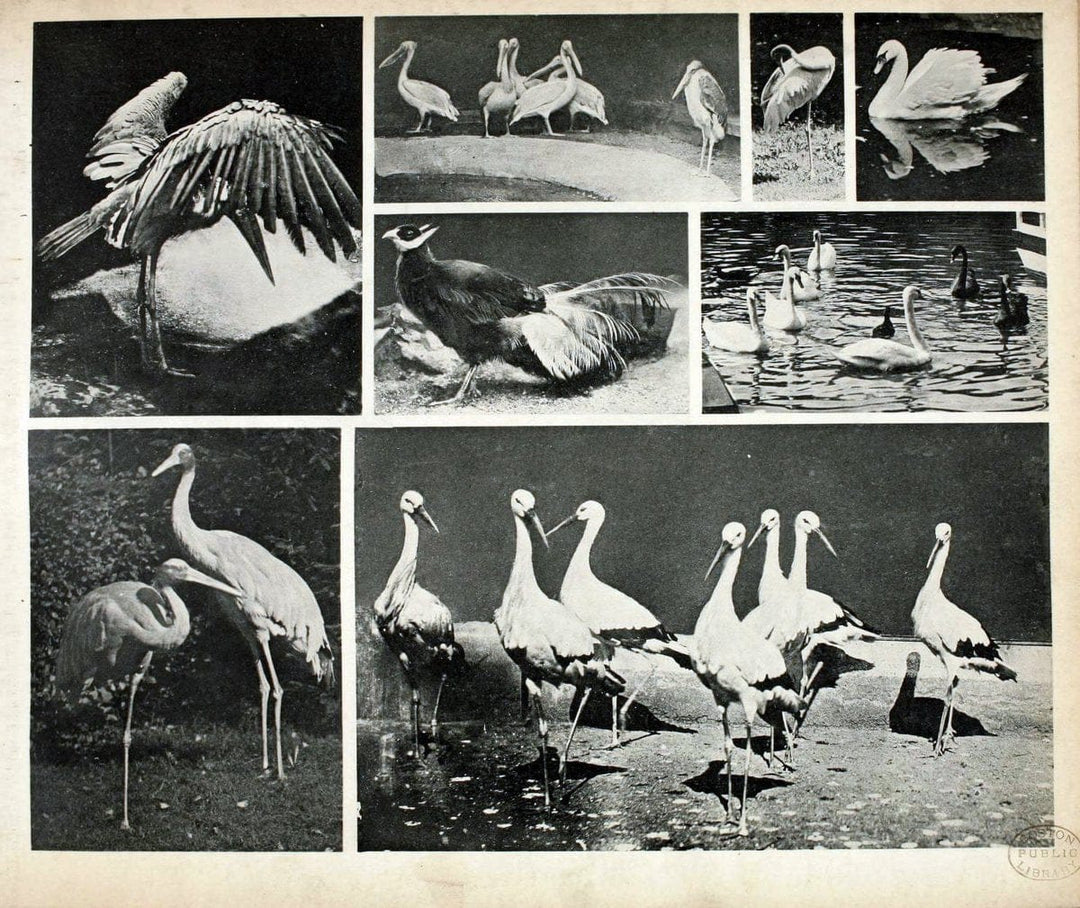Das thierleben in SchÃ¶nbrunnWien :Gerlach,[1904] | Animals "Pictorial works" Boston Public Library | Vintage Print Reproduction 466246