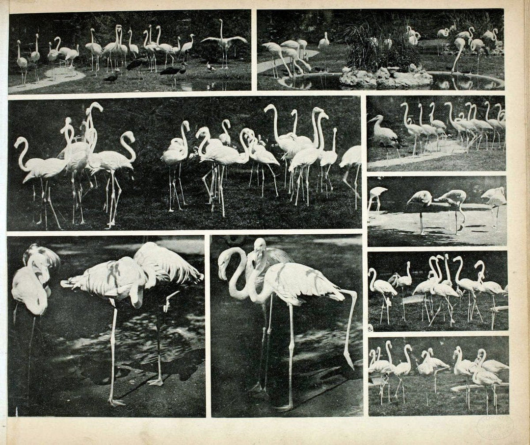 Das thierleben in SchÃ¶nbrunnWien :Gerlach,[1904] | Animals "Pictorial works" Boston Public Library | Vintage Print Reproduction 466247
