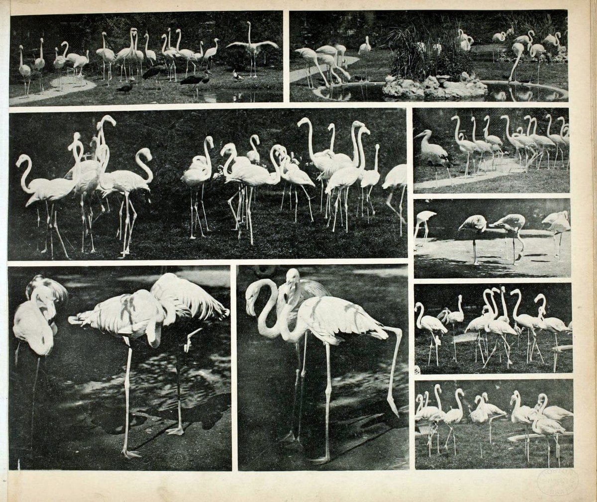 Das thierleben in SchÃ¶nbrunnWien :Gerlach,[1904] | Animals "Pictorial works" Boston Public Library | Vintage Print Reproduction 466247