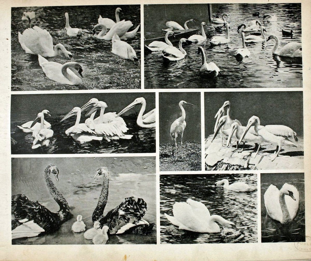 Das thierleben in SchÃ¶nbrunnWien :Gerlach,[1904] | Animals "Pictorial works" Boston Public Library | Vintage Print Reproduction 466248