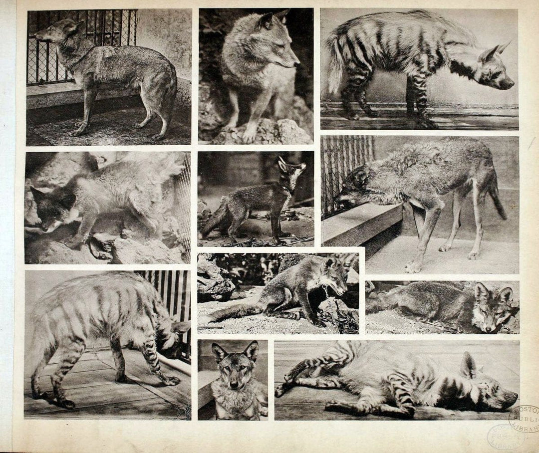 Das thierleben in SchÃ¶nbrunnWien :Gerlach,[1904] | Animals "Pictorial works" Boston Public Library | Vintage Print Reproduction 466249