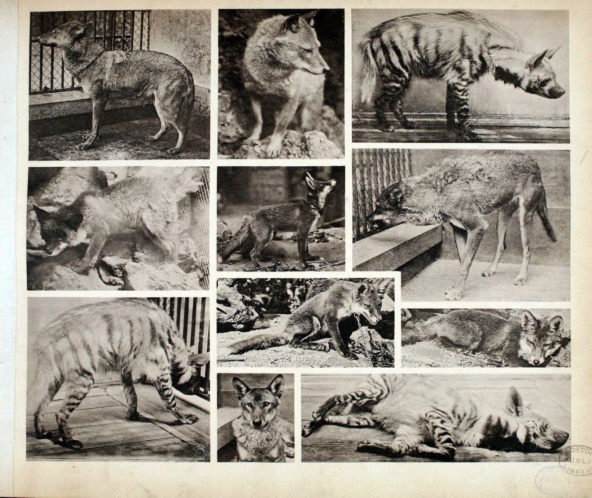 Das thierleben in SchÃ¶nbrunnWien :Gerlach,[1904] | Animals "Pictorial works" Boston Public Library | Vintage Print Reproduction 466249