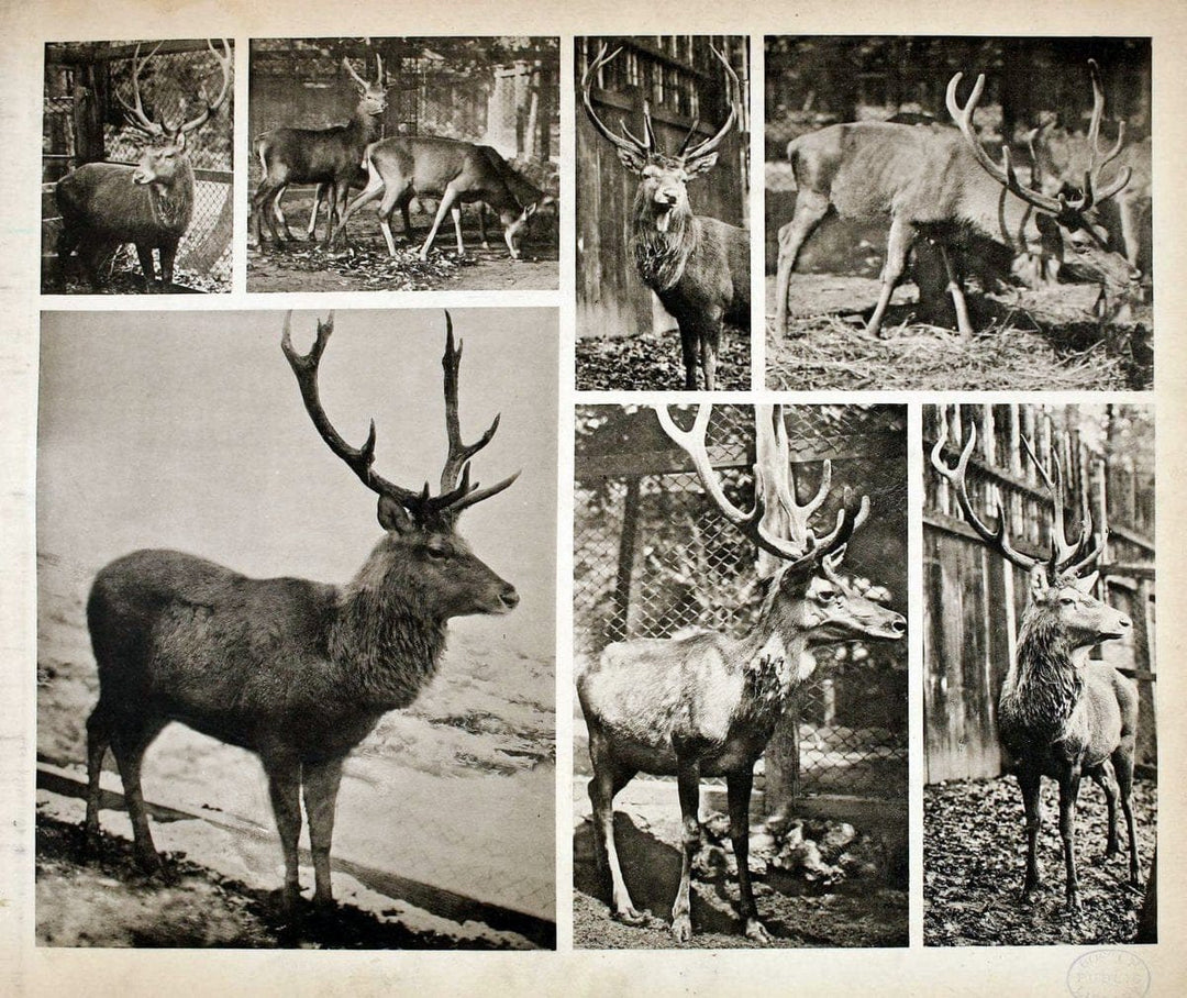 Das thierleben in SchÃ¶nbrunnWien :Gerlach,[1904] | Animals "Pictorial works" Boston Public Library | Vintage Print Reproduction 466250
