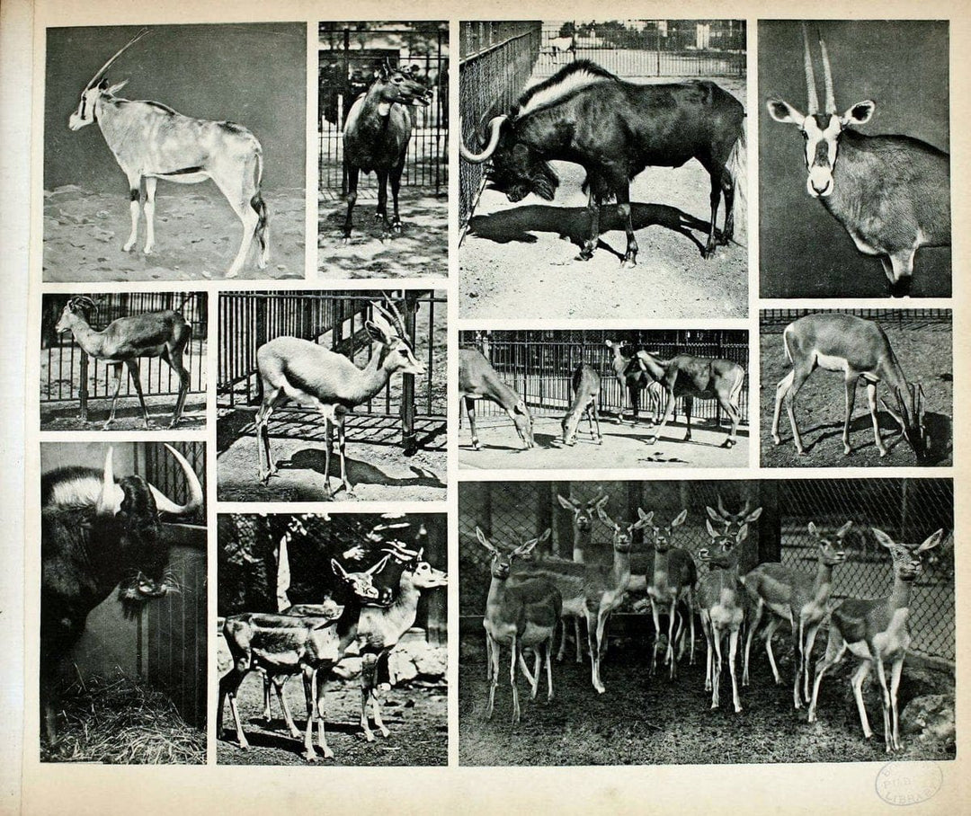 Das thierleben in SchÃ¶nbrunnWien :Gerlach,[1904] | Animals "Pictorial works" Boston Public Library | Vintage Print Reproduction 466251