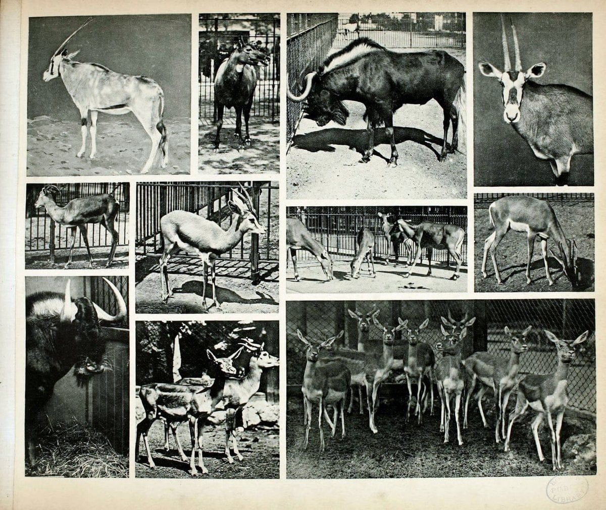 Das thierleben in SchÃ¶nbrunnWien :Gerlach,[1904] | Animals "Pictorial works" Boston Public Library | Vintage Print Reproduction 466251