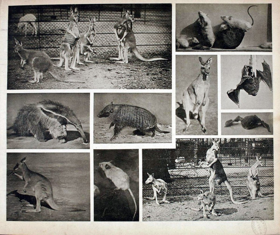 Das thierleben in SchÃ¶nbrunnWien :Gerlach,[1904] | Animals "Pictorial works" Boston Public Library | Vintage Print Reproduction 466252