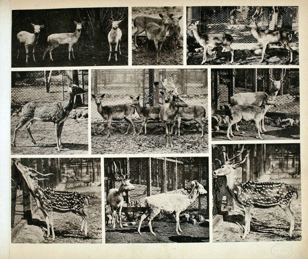 Das thierleben in SchÃ¶nbrunnWien :Gerlach,[1904] | Animals "Pictorial works" Boston Public Library | Vintage Print Reproduction 466253