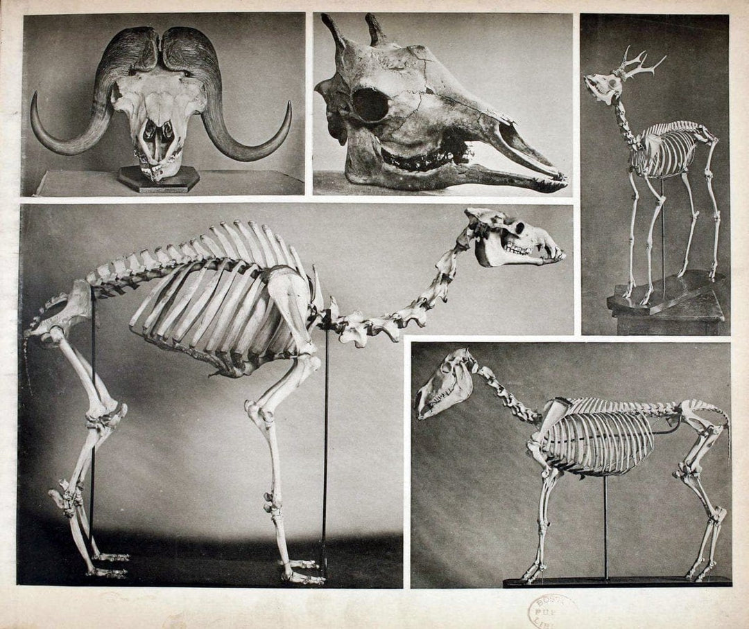 Das thierleben in SchÃ¶nbrunnWien :Gerlach,[1904] | Animals "Pictorial works" Boston Public Library | Vintage Print Reproduction 466254