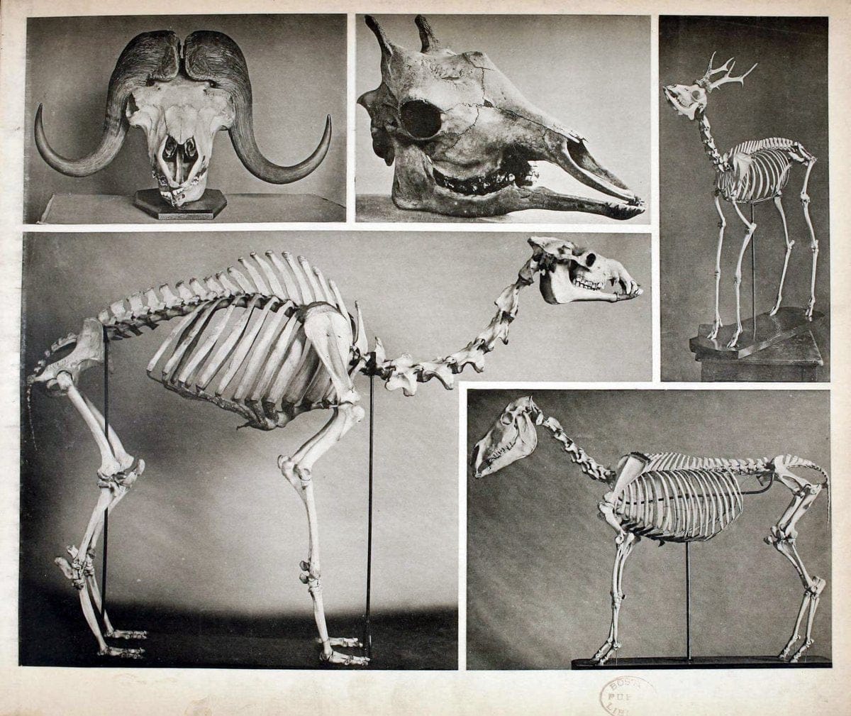 Das thierleben in SchÃ¶nbrunnWien :Gerlach,[1904] | Animals "Pictorial works" Boston Public Library | Vintage Print Reproduction 466254