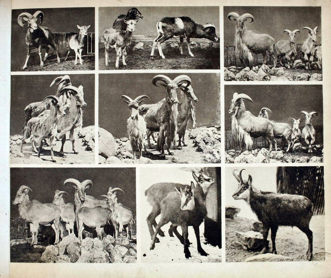 Das thierleben in SchÃ¶nbrunnWien :Gerlach,[1904] | Animals "Pictorial works" Boston Public Library | Vintage Print Reproduction 466255