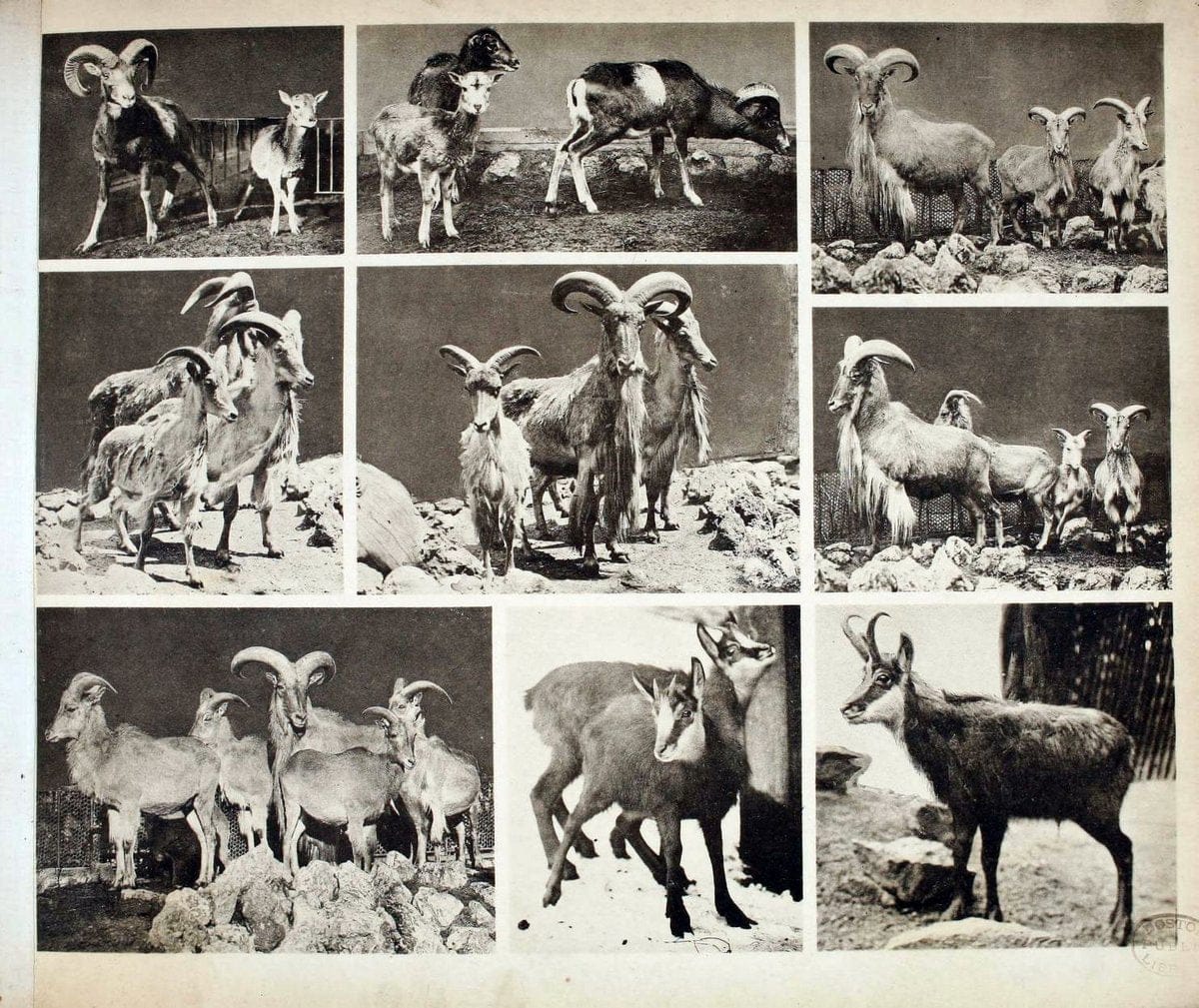 Das thierleben in SchÃ¶nbrunnWien :Gerlach,[1904] | Animals "Pictorial works" Boston Public Library | Vintage Print Reproduction 466255