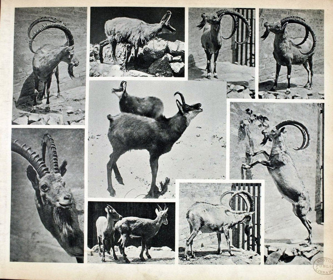 Das thierleben in SchÃ¶nbrunnWien :Gerlach,[1904] | Animals "Pictorial works" Boston Public Library | Vintage Print Reproduction 466256