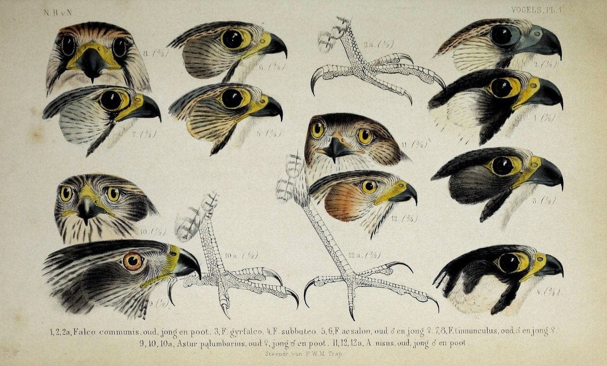 De dieren van Nederland :.Haarlem :A.C. Kruseman,1860-62.  | Netherlands | Vintage Print Reproduction 466259