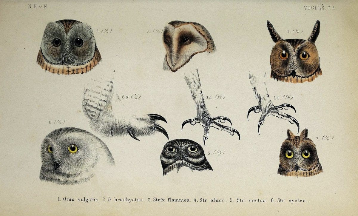De dieren van Nederland :.Haarlem :A.C. Kruseman,1860-62.  | Netherlands Vertebrates Vogels  | Vintage Print Reproduction 466262