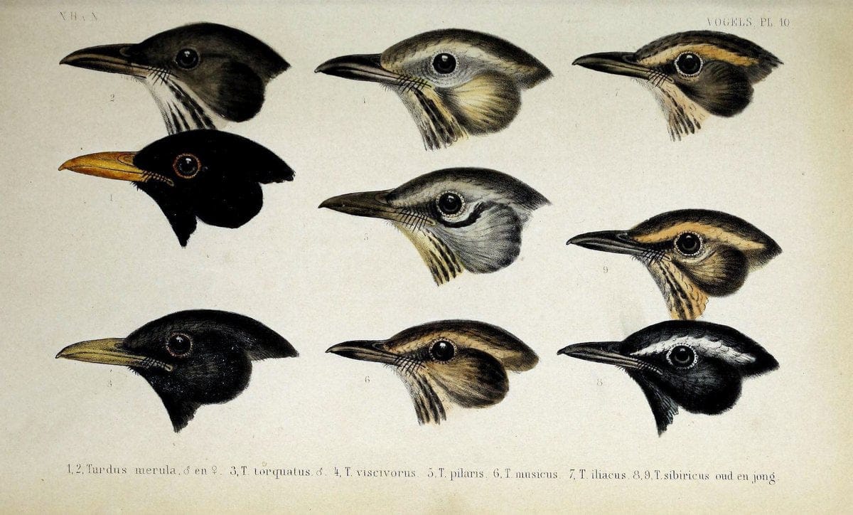 De dieren van Nederland :.Haarlem :A.C. Kruseman,1860-62.  | Netherlands Vertebrates Vogels  | Vintage Print Reproduction 466268