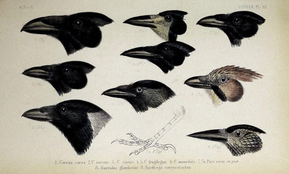De dieren van Nederland :.Haarlem :A.C. Kruseman,1860-62.  | Netherlands Vertebrates Vogels  | Vintage Print Reproduction 466271