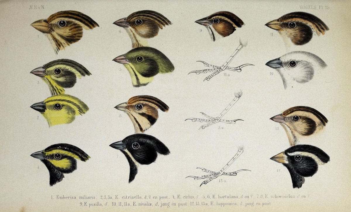 De dieren van Nederland :.Haarlem :A.C. Kruseman,1860-62.  | Netherlands Vertebrates Vogels  | Vintage Print Reproduction 466273