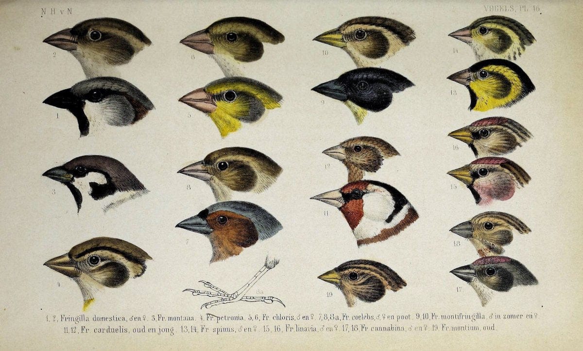 De dieren van Nederland :.Haarlem :A.C. Kruseman,1860-62.  | Netherlands Vertebrates Vogels  | Vintage Print Reproduction 466274