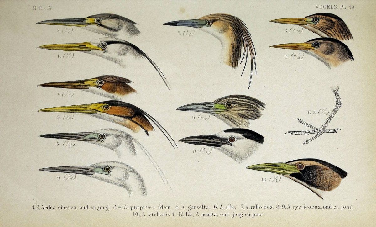 De dieren van Nederland :.Haarlem :A.C. Kruseman,1860-62.  | Netherlands Vertebrates Vogels  | Vintage Print Reproduction 466277