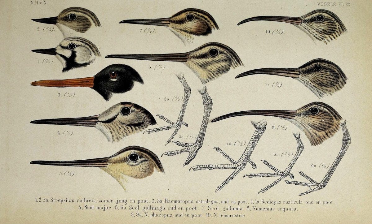 De dieren van Nederland :.Haarlem :A.C. Kruseman,1860-62.  | Netherlands Vertebrates Vogels  | Vintage Print Reproduction 466280