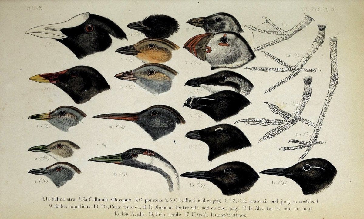 De dieren van Nederland :.Haarlem :A.C. Kruseman,1860-62.  | Netherlands Vertebrates Vogels  | Vintage Print Reproduction 466284