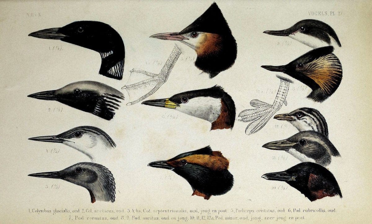 De dieren van Nederland :.Haarlem :A.C. Kruseman,1860-62.  | Netherlands Vertebrates Vogels  | Vintage Print Reproduction 466285