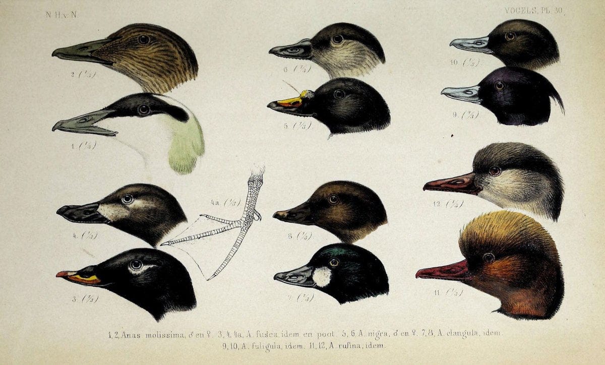 De dieren van Nederland :.Haarlem :A.C. Kruseman,1860-62.  | Netherlands Vertebrates Vogels  | Vintage Print Reproduction 466288
