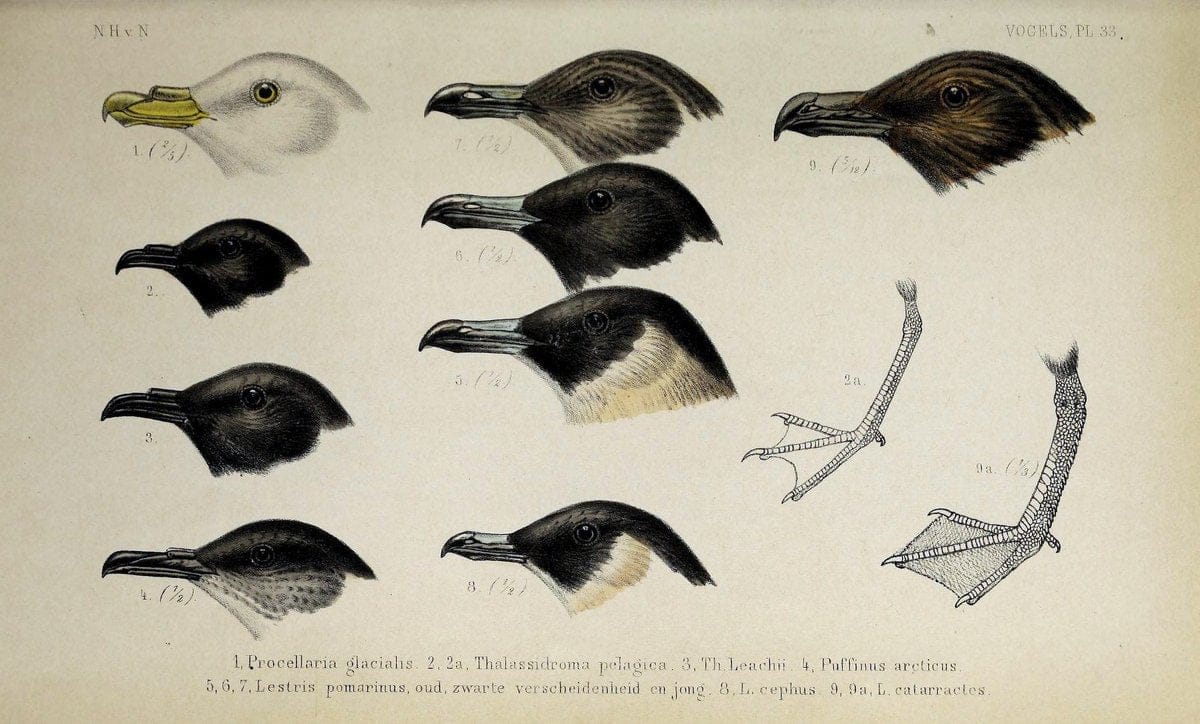 De dieren van Nederland :.Haarlem :A.C. Kruseman,1860-62.  | Netherlands Vertebrates Vogels  | Vintage Print Reproduction 466291