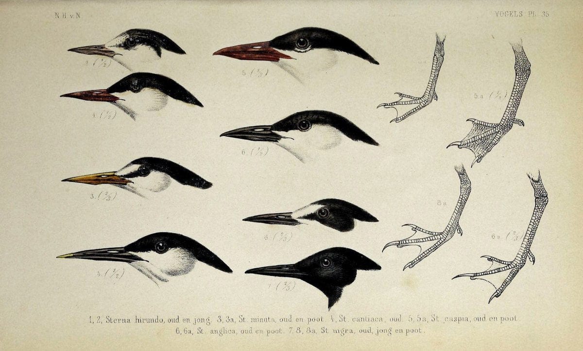 De dieren van Nederland :.Haarlem :A.C. Kruseman,1860-62.  | Netherlands Vertebrates Vogels  | Vintage Print Reproduction 466293