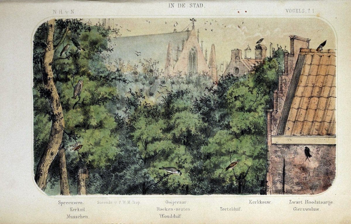 De dieren van Nederland :.Haarlem :A.C. Kruseman,1860-62.  | Netherlands Vertebrates Vogels  | Vintage Print Reproduction 466294